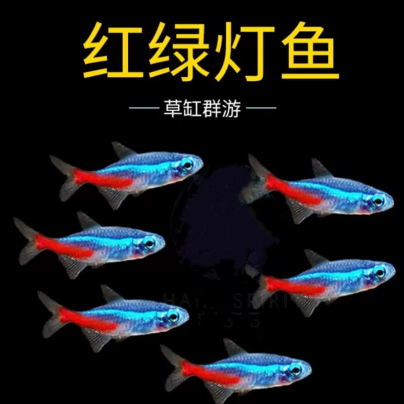 Neon tetras, live small tetras, tropical fish, ornamental fish, planted aquarium fish, schooling fish, wholesale from Shanghai fish farms, suitable for mixed keeping.