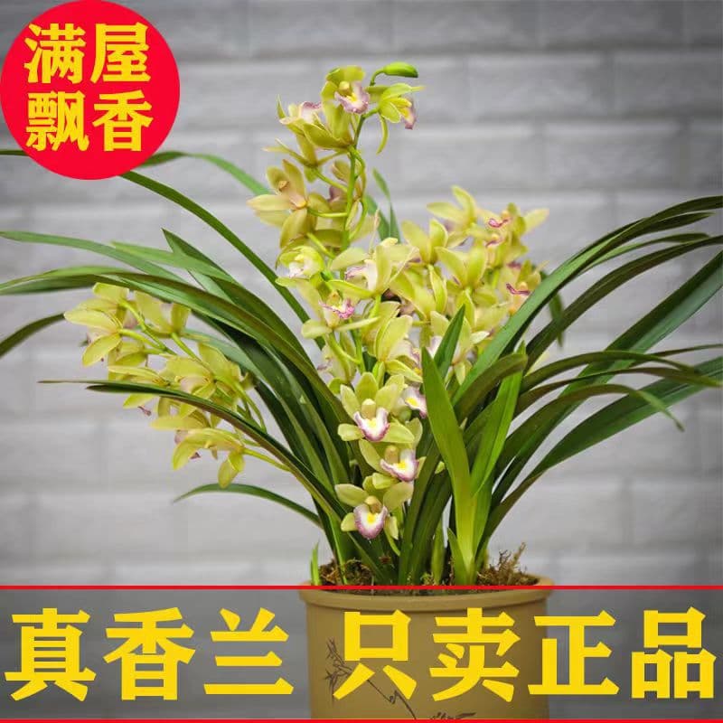 Premium Fragrant Orchid, Light Scent Type, Rare Orchid Seedling, Jianlan Year-Round Blooming, Indoor Flowering Potted Plant Evergreen