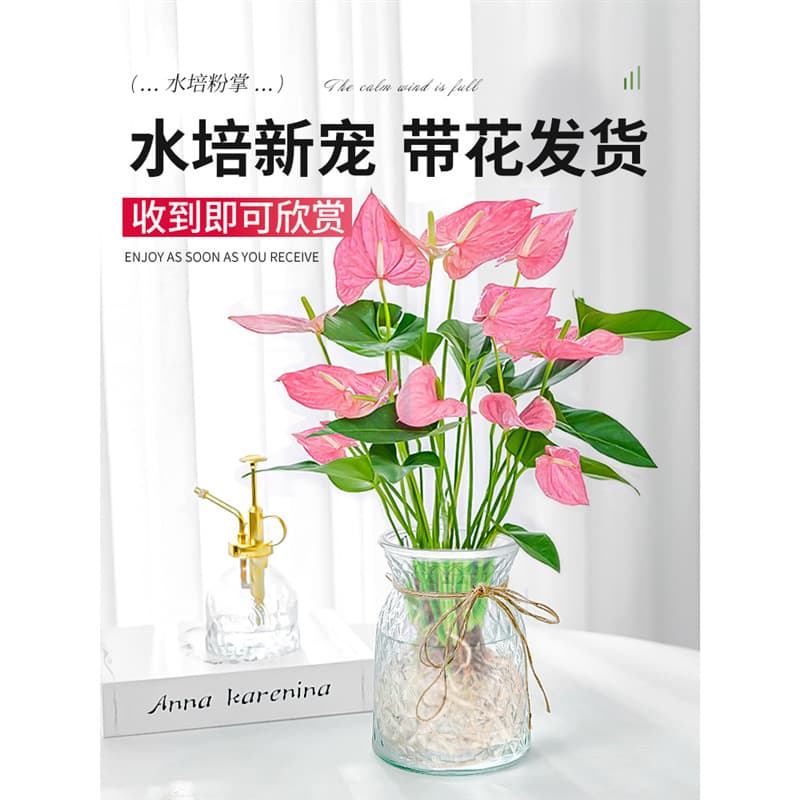 Hydroponic Pink Anthurium Potted Plant Red Anthurium Fresh Flowers Greenery Office Indoor Desktop Easy Care Four Seasons Blooming