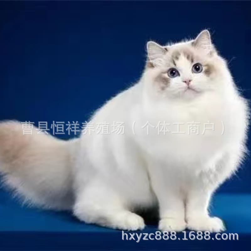 Ragdoll kittens live fairy Ragdoll kittens kittens purebred sea double Ragdoll kittens live