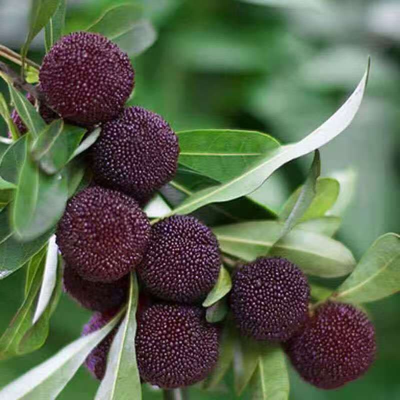Red Bayberry Seeds, Red Bayberry Tree Seeds, New Season Forest Seeds, Fruit Tree Seeds, Red Bayberry Seeds for Four-Season Planting