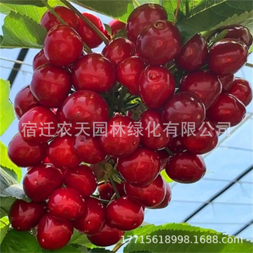 Red Empress Black Pearl Cherry Seedlings Dwarf Potted Plants Bearing Fruit in the Same Year for Planting in the North and South Extra Large Cherry Fruit Tree Seedlings