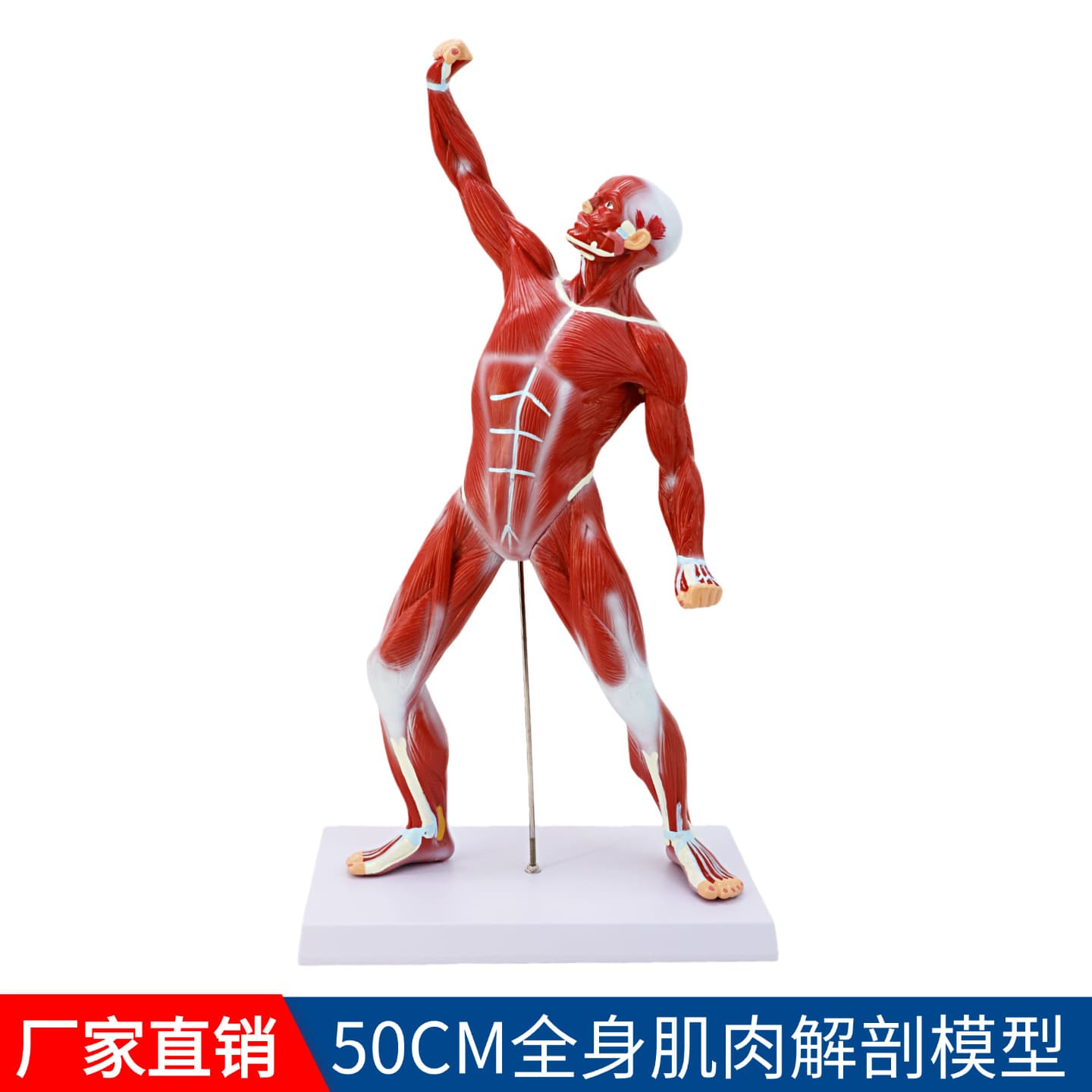 Human body superficial muscle anatomy, muscle man, trunk anatomy model 50CM human body whole body muscle anatomy model