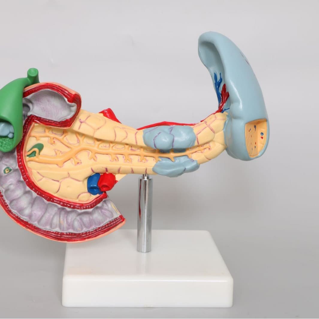 Production of human anatomy models, including internal organs such as pancreas, spleen, duodenum, and liver models.