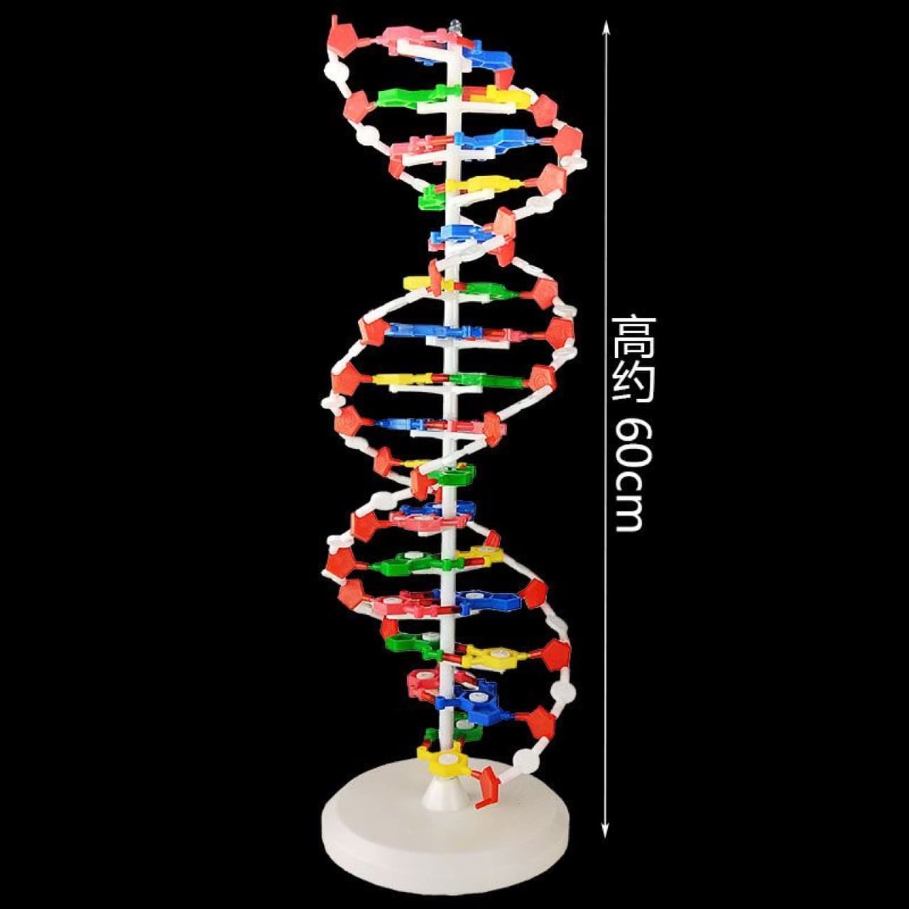 3212 DNA Structure Model, Large Biological Deoxyribonucleotide Chain Base Genetic Gene Teaching Equipment