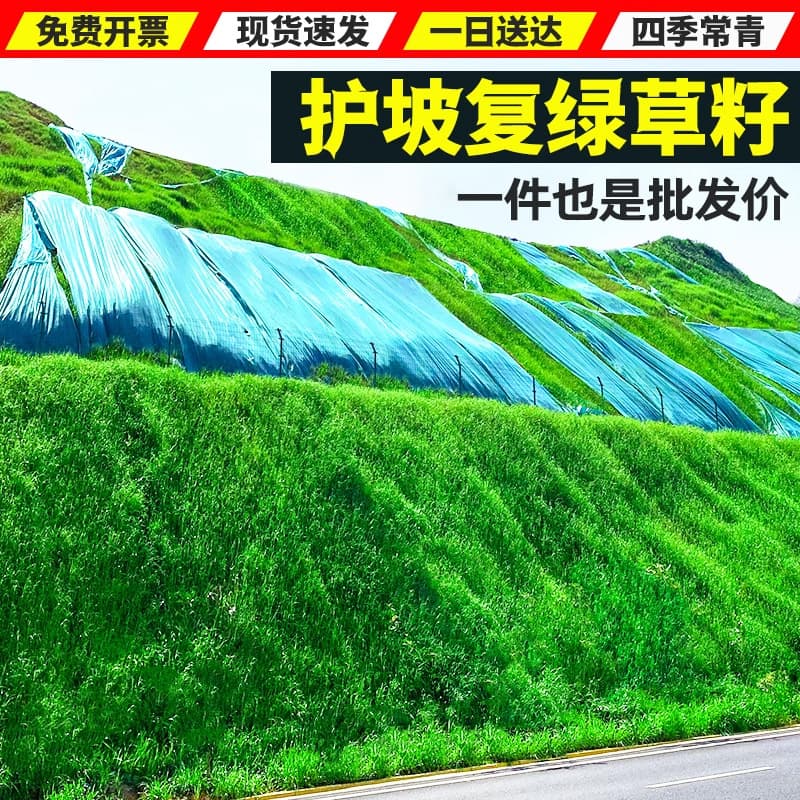 Slope Protection and Soil Stabilization Grass Seeds, Evergreen Slope Greening Grass Seeds, Drought-Resistant Bermuda Grass, Bixi Grass Lawn Seeds