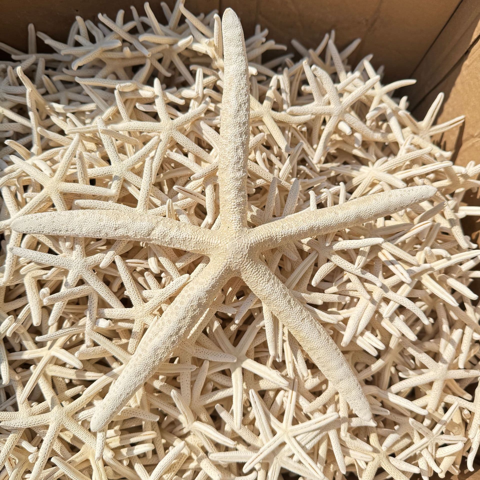 Research Shell Conch Five Fingers Starfish Micro Landscape DIY Eternal Flower Landscaping Decoration Crafts Set Props