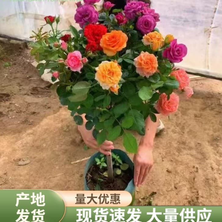 Tree-shaped rose large flowers high stem grafted lollipop-shaped tree stump potted multi-season flowering villa courtyard fragrant flowers