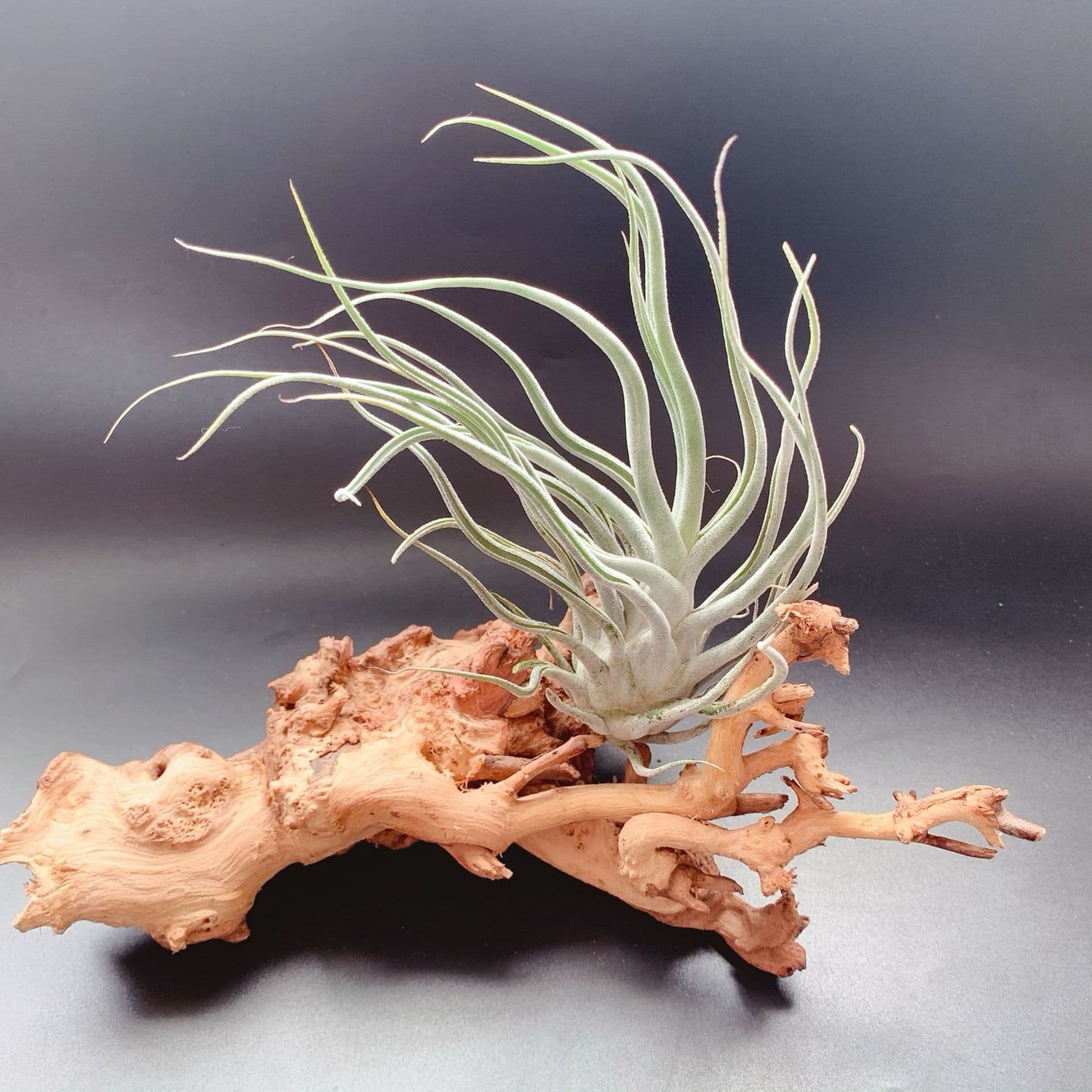 T.ehlersiana Pufferfish Factory Wholesale Base Direct Air Plant Soilless Plant Lazy Green Plant
