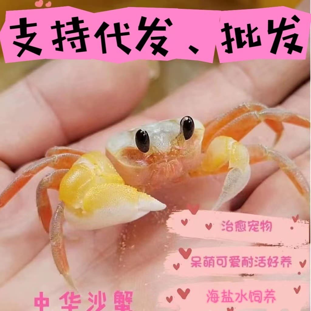 Chinese Sand Crab, Watermelon Crab, Sand Crab, Desktop Pet, Chili Crab, Low-maintenance Pet, Hermit Crab Mixed Breeding, Night Market Stall