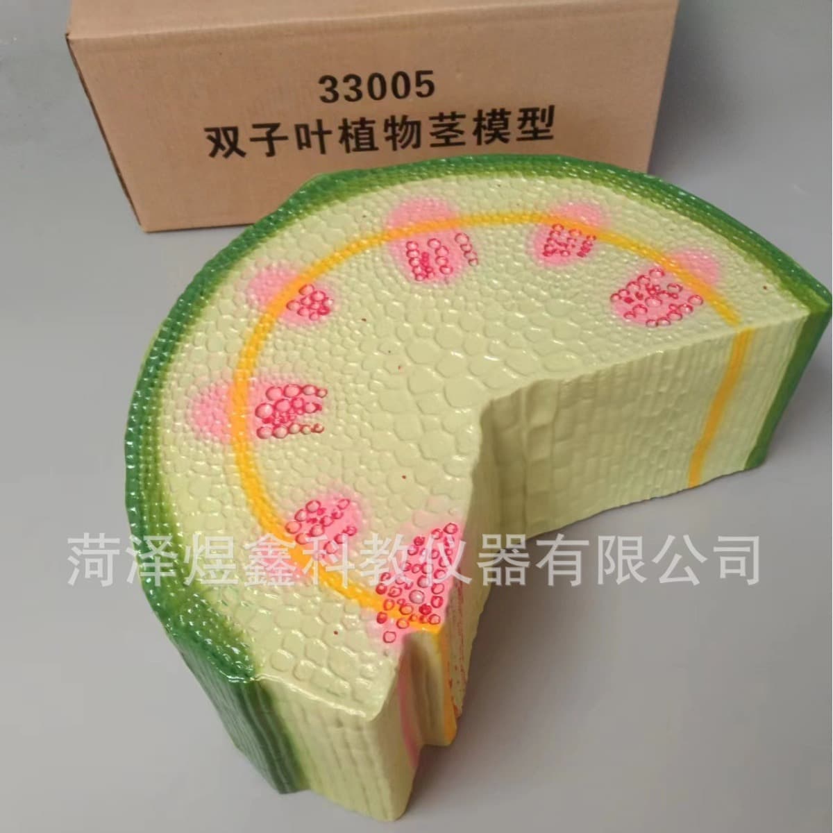 Teaching equipment manufacturer supplies dicotyledonous herbaceous plant stem model 33005 for junior high school biology.