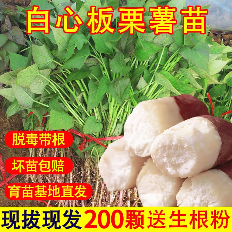 Shangshu White-Fleshed Chestnut Sweet Potato Seedlings, Virus-Free High-Starch Sweet Potato Seedlings, Yam Seedlings