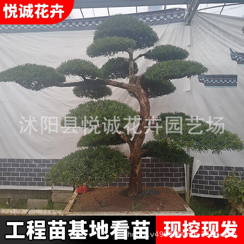 Shaped Podocarpus Saplings, Landscaping Seedlings, Black Pine Landscape Trees, Evergreen Large Welcoming Pine Shaped Trees for All Seasons