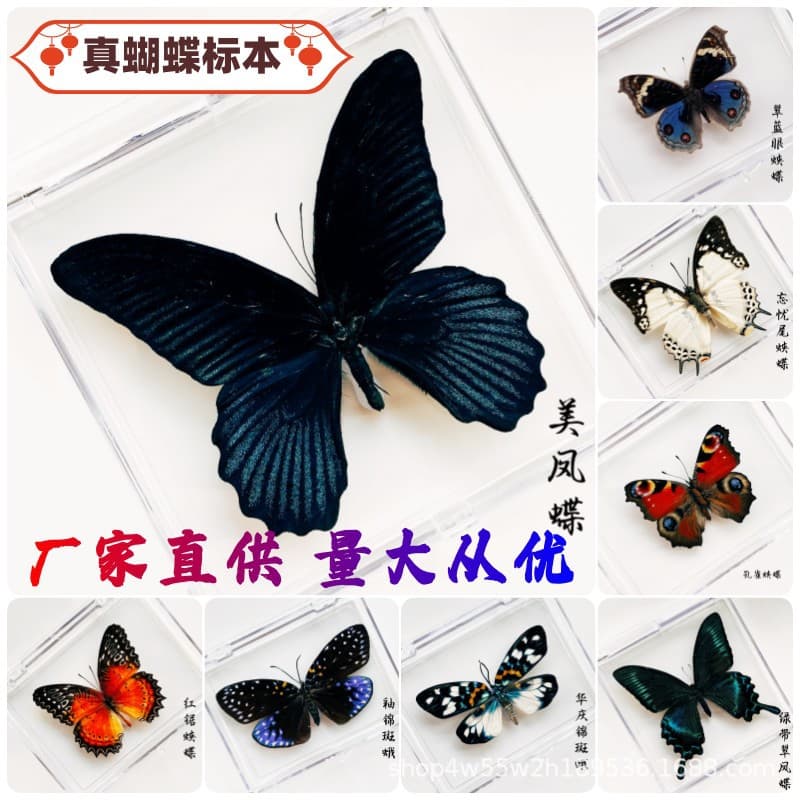 Real Butterfly Specimen Acrylic Box Desktop Small Ornament High Transparency Early Childhood Science Material Birthday Gift
