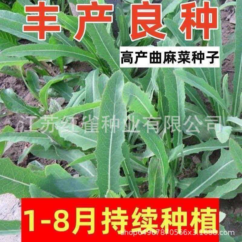 Endive Seeds - Bitter Vegetable Seeds, Bitter Greens, Endive, Four-Season Sowing Edible Vegetable Seeds New