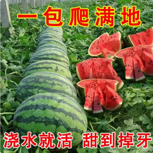 Bingtang Qilin Watermelon Seeds Qilin Watermelon 8424 Watermelon Seeds for All Seasons, Sweet and Delicious Watermelon Seeds