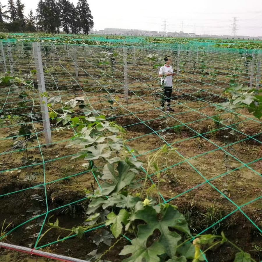 Yong Brand Rope Net Factory Custom Processing Garden Climbing Net, Planting Trellis Net for Fruits and Vegetables, Crop Attachment Net