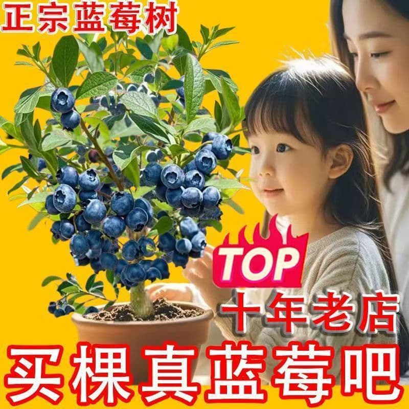New Blueberry Fruit Tree Seedlings Blueberry Seedlings Potted Ground Grown Large Fruit Suitable for North and South Planting Rabbit Eye Emerald Fruit Tree