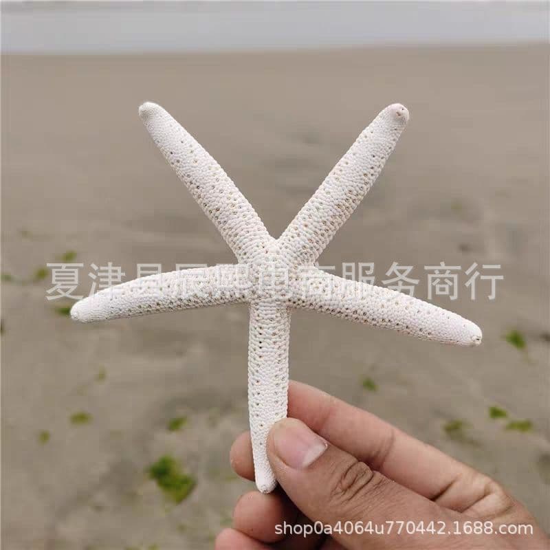 Natural Seashell Conch Series Finger Five-Finger Slender Starfish Specimen Home Platform Decor Photography Prop