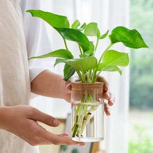 Miniature Landscape Vase Decoration Hydroponic Plant Eco-friendly Bottle Desktop Living Room Viewing Transparent Glass Empty Bottle Water Cultivation Flower Pot