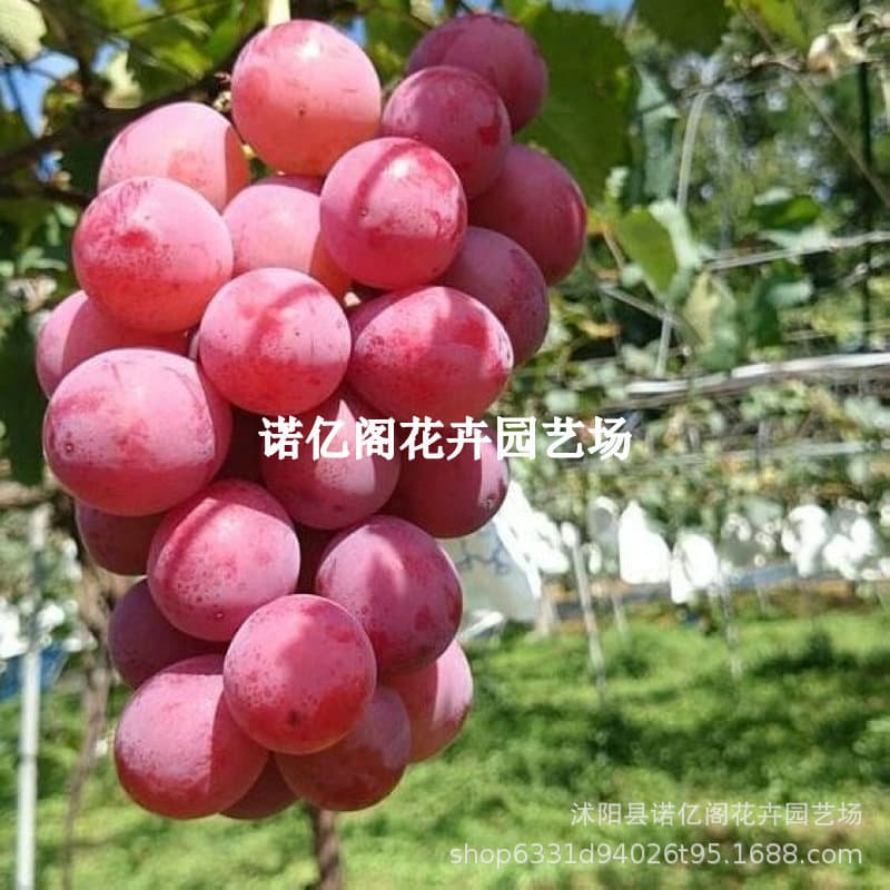 Nina Queen Grape Seedling - Cold Hardy Empress Princess Queen Grape Vine for Northern and Southern Planting, Bears Fruit in the Same Year