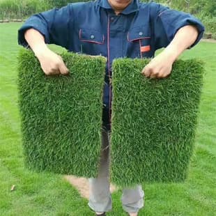 Drop Shipping Real Grass Turf with Soil, Putting Green Grass, Four-Season Green Carpet Grass, Manila for Courtyard Greening