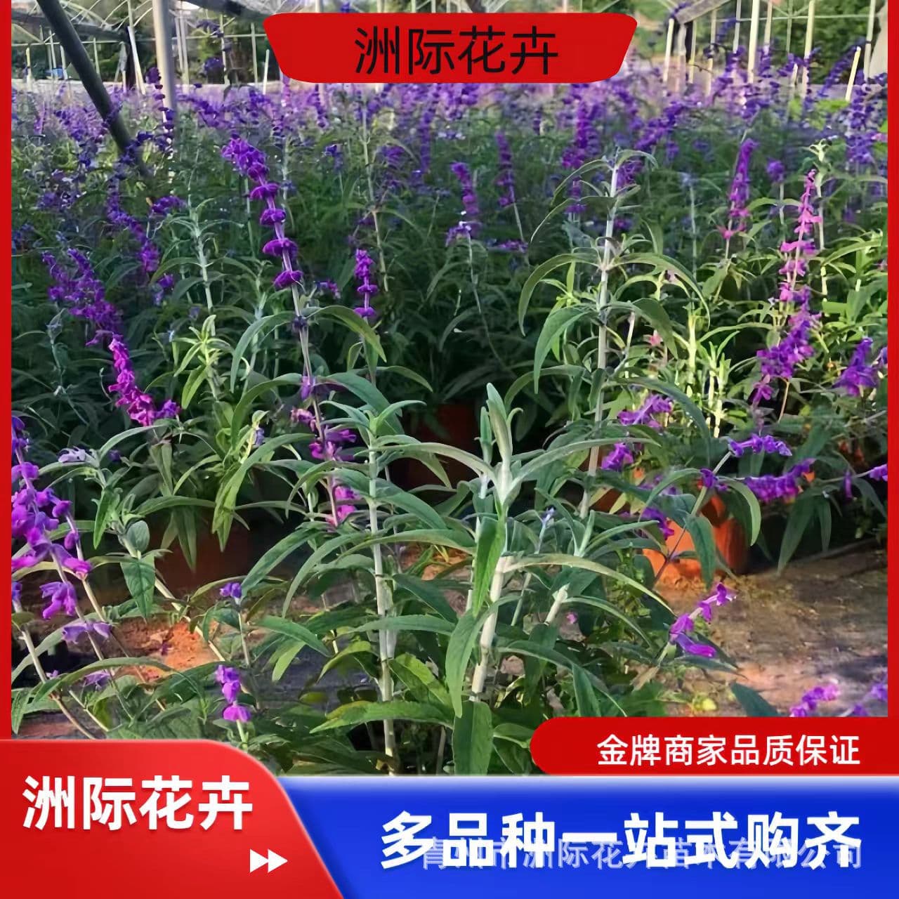 Sage Sage Seedlings Mexican Sage Plug Seedlings Wholesale Blue Sage