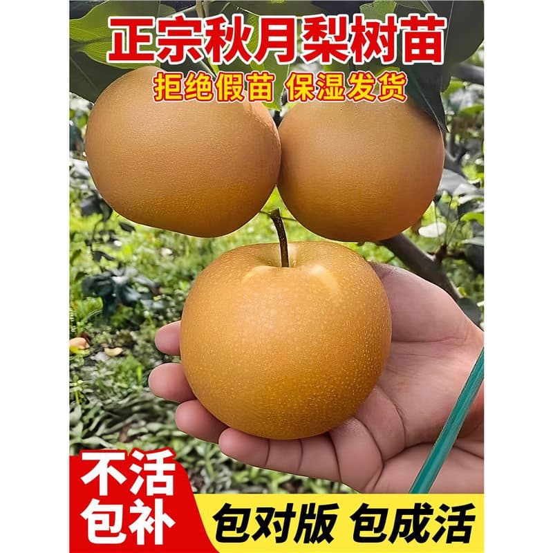 Authentic pear seedlings Qiuyue pear grafted north and south planting courtyard planting crisp sweet cold-resistant live seedlings that bear fruit in the same year
