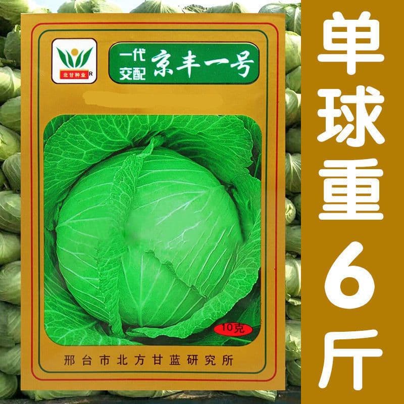Jingfeng No.1 Cabbage Seeds, High-Yield Four-Season Cabbage Seeds, Vegetable Seeds, Cabbage Seeds