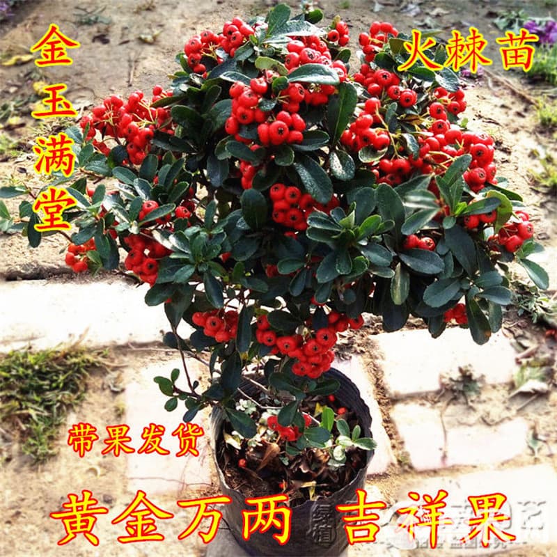 Potted Firethorn Tree, Auspicious Fruit Bonsai, Red Fruit Plant, Ornamental Green Plant for Balcony and Garden, Flowering and Fruit-Bearing Small Plant