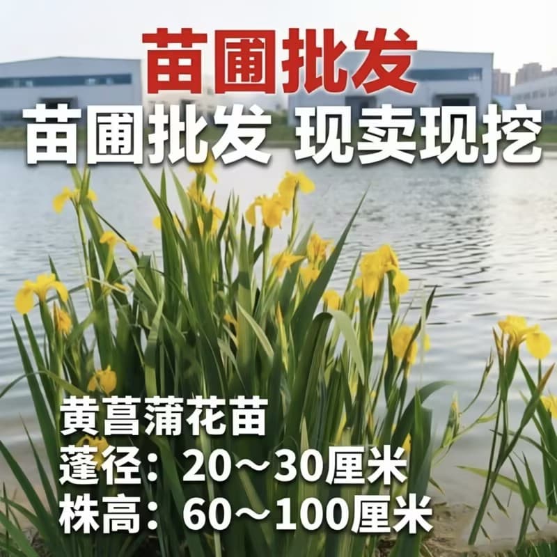 Hebei Yellow Iris Seedlings Aquatic Plants Flowers Yellow Iris Wetland Greening Water Planting Ground Planting Engineering Greening Cattail Grass