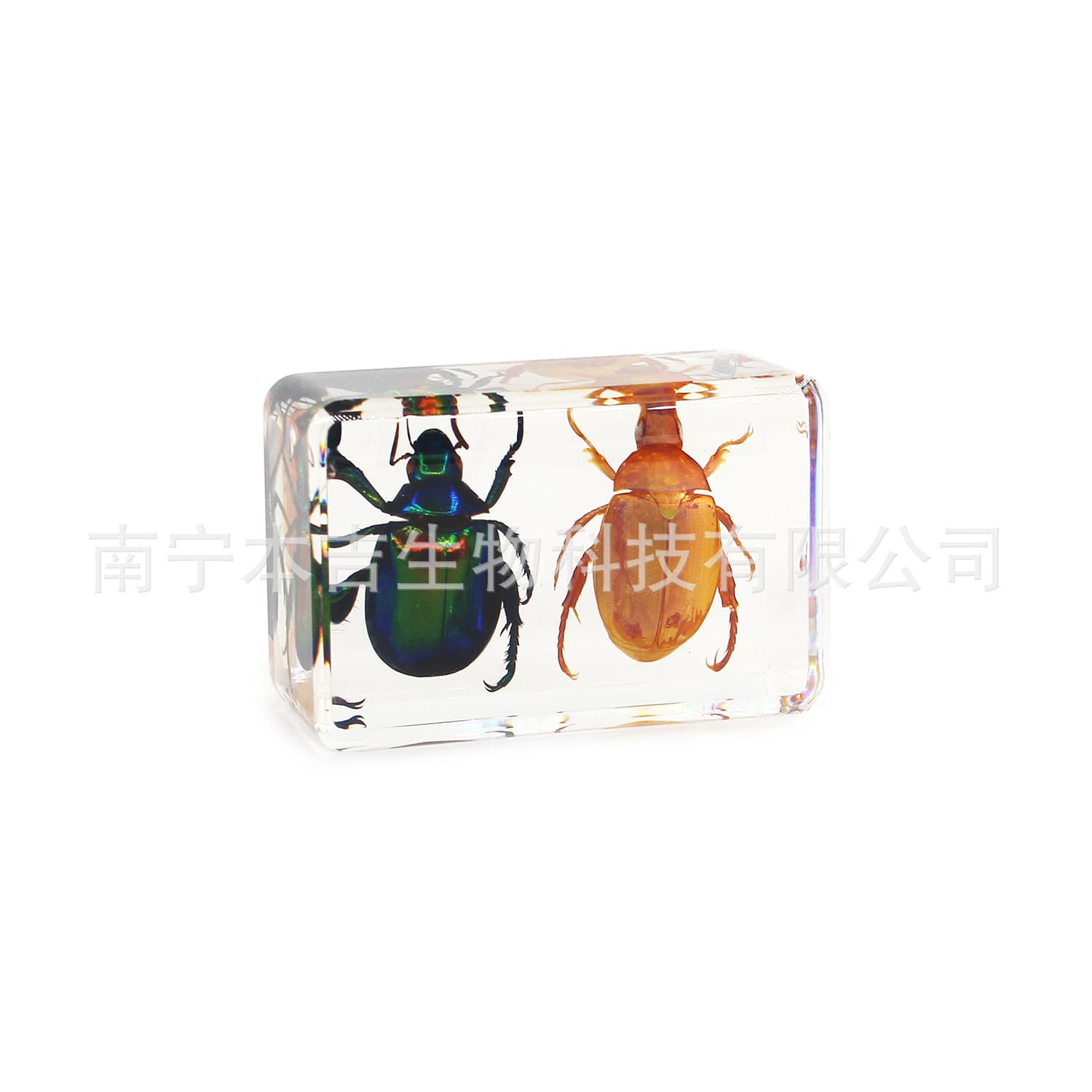 Two Golden Turtles, Chinese Ornate Golden Turtle Dyed Insect Specimen Resin Craft School Teaching Aid
