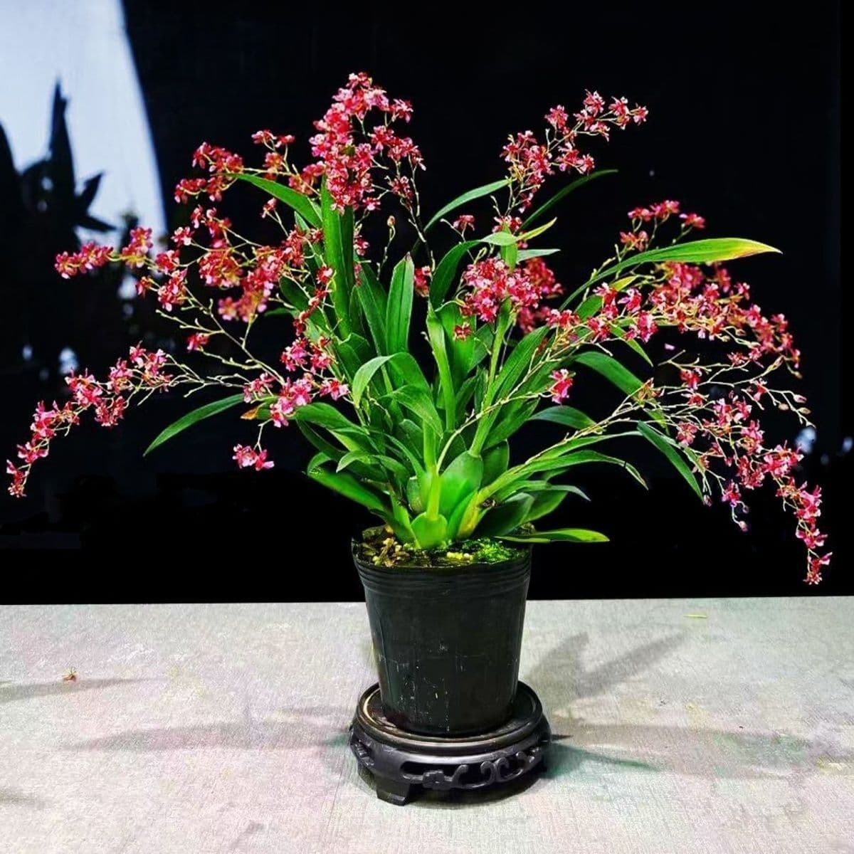 Dream Fragrance Scented Oncidium, Winter Blooming, Mixed Color Buds, Highly Fragrant Indoor Green Plant