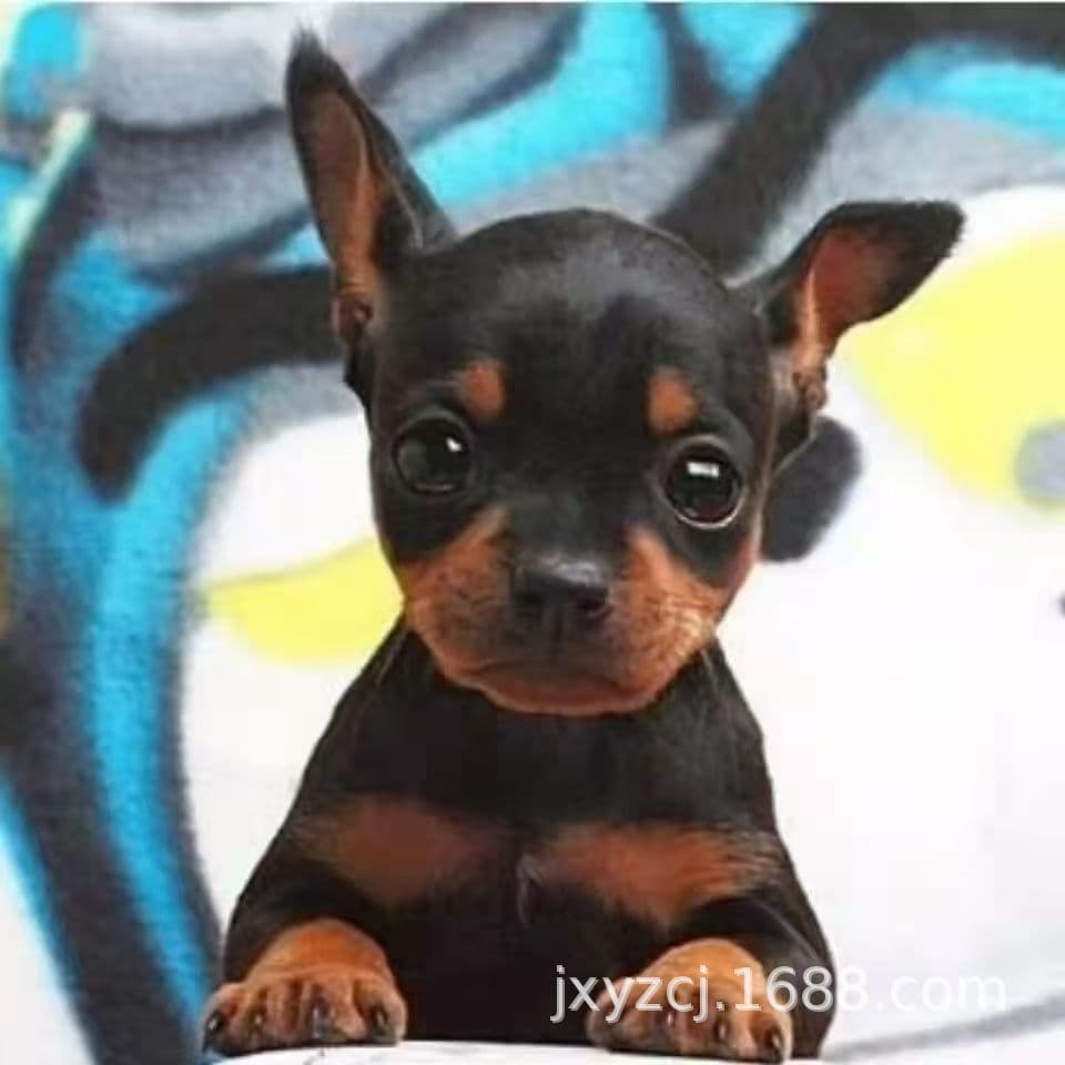 Wholesale purebred Miniature Pinscher puppies, live dogs, teacup dogs, pet dogs, small breed puppies