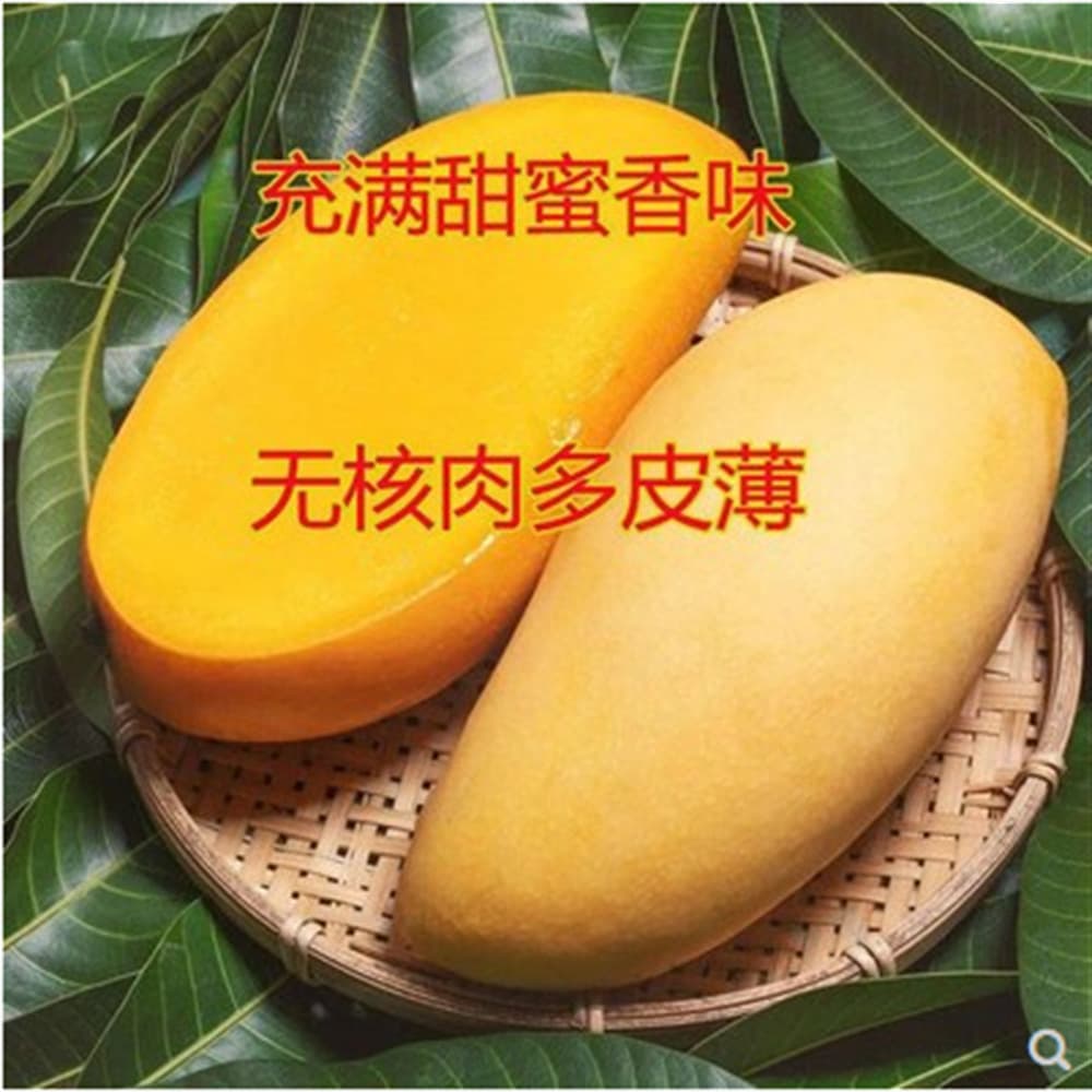 Chili mango mango saplings grafted seedlings Jinhuang Guiqi Guifei Xiaotainong four seasons mango seedlings bear fruit in the same year