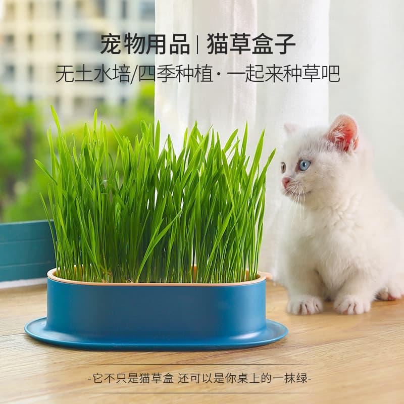 New Cat Grass Pot Universal Planting Kit Set Cat Grass Cat Snack Wheat Seed Cultivation Hairball Remedy Cat Supplies Wholesale