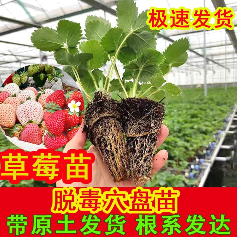 Strawberry seedlings, potted plants for year-round planting, cream strawberry seedlings, indoor plants for year-round fruiting in southern regions, climbing fruit tree seedlings
