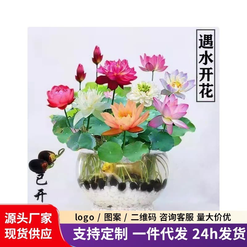 Open Bowl Lotus Water Lotus Hydroponic Flower Plant Easy to Grow Lotus Seeds Indoor Balcony Seeds Large Water Lily Seed Lotus Root