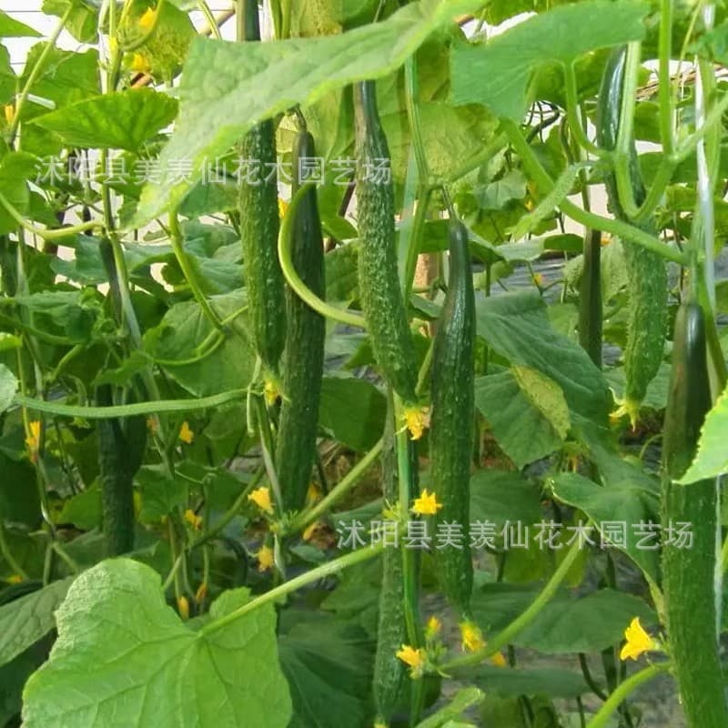 Green-skinned, green-fleshed cucumber seeds, glossy fruit, green cucumber seeds, suitable for spring, summer, and autumn. High-yielding and easy to grow.