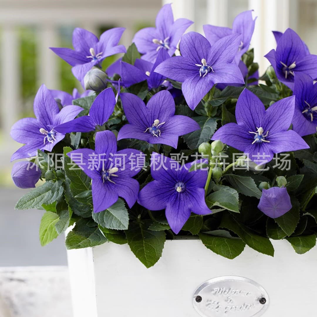 Balloon Flower Seeds - Four-Season Ornamental Plant, Original Pack Mixed Flowers for Easy Outdoor Balcony Gardening
