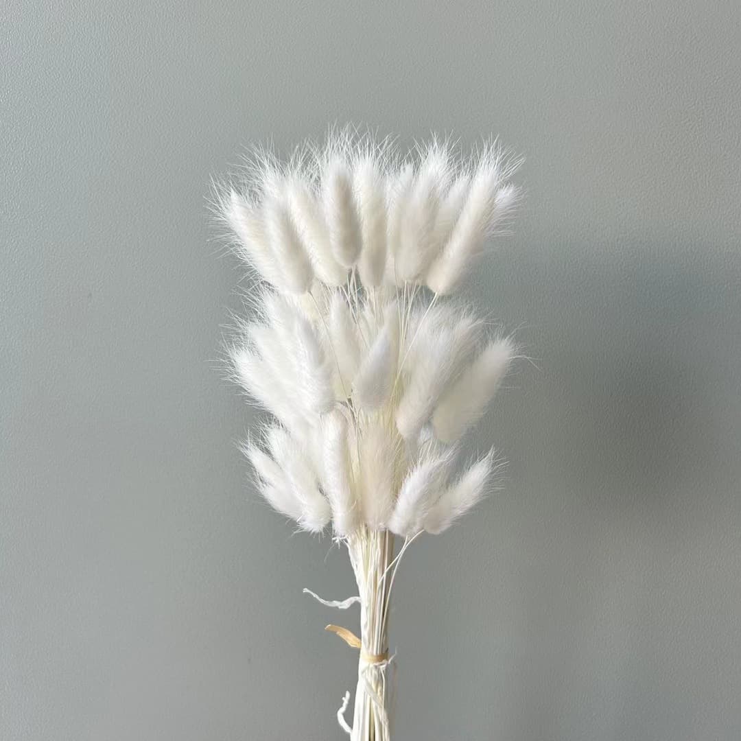 Dried Bunny Tail Grass Bouquet Everlasting Flower Ins Style Gradient Home Decoration Floral Materials Wholesale Ins Style Arrangement