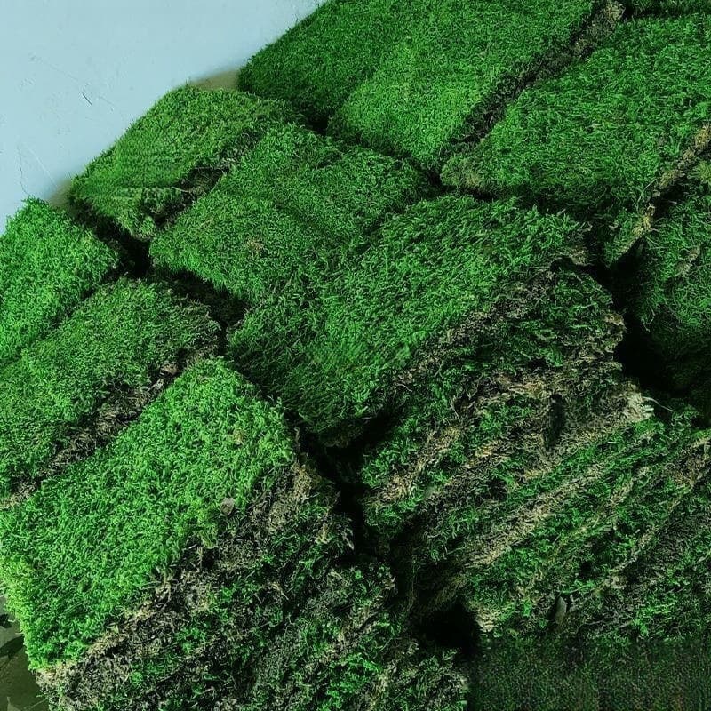Fresh Moss Square White Hair Moss Artificial Short Velvet Small Gray Moss Garden Tank Landscaping Green Moss Rainforest Tank