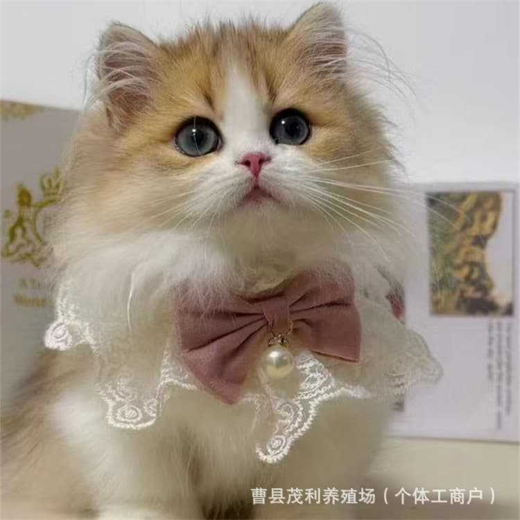 Napoleon Short-legged Cute Cat Longhair Short-legged Cat Live Golden and White Kitten High-quality Kitten