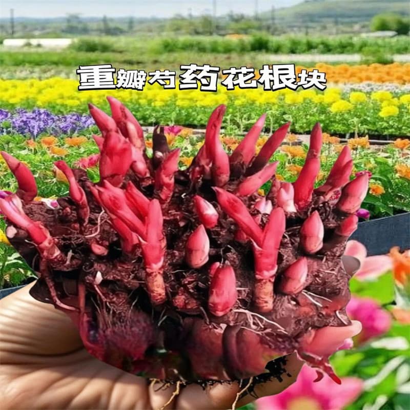 Peony flower seedlings with double petals and buds, large seedlings, flowers blooming all year round, balcony courtyard peony flower root potted plants