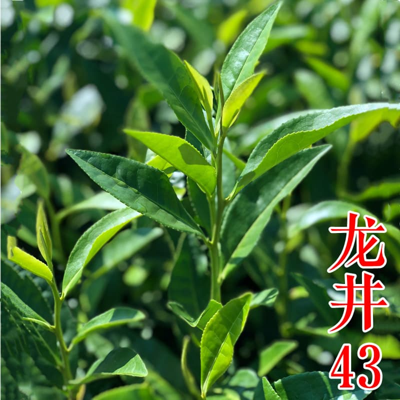 Longjing 43 tea saplings, tea saplings, West Lake Longjing tea saplings, green tea tea saplings, wholesale planting in the north and the south
