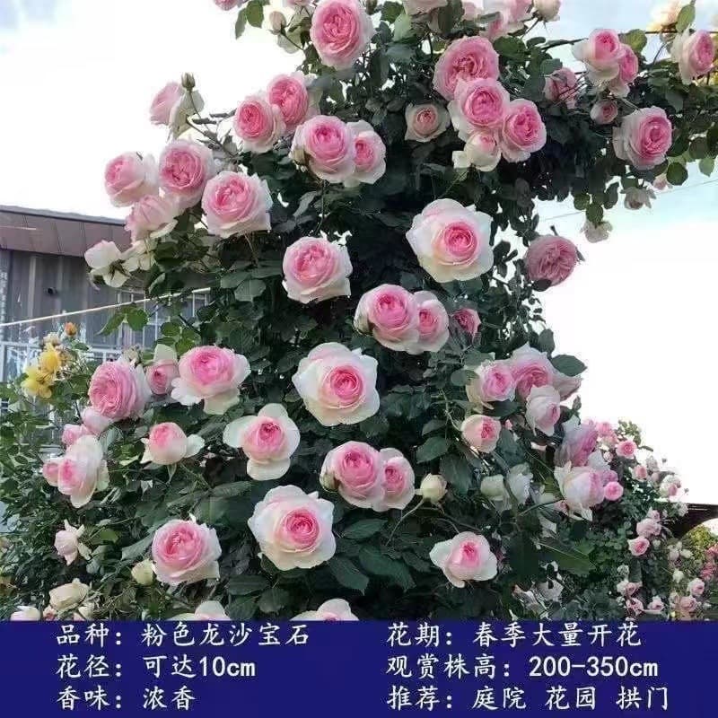 9 yuan for three rose seedlings, climbing rose, strong fragrance, extra large flowers, balcony flower rose potted plant