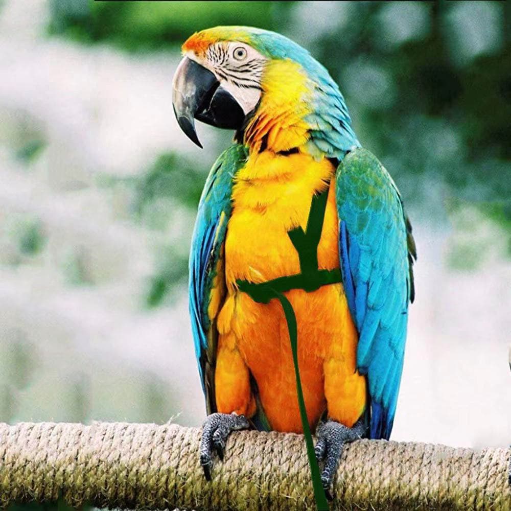 Parrot Flight Leash Bird Harness 8m Long Amazon Customizable Length