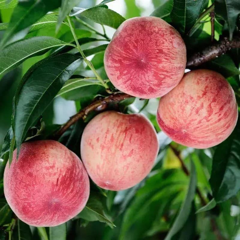 Peach Tree Seedling Grafted Blood Peach, Suitable for North and South Planting, Extra Large Winter Peach Fruit Seedling, Potted and Ground Planted, Bears Fruit in the Same Year, Juicy Peach Seedling