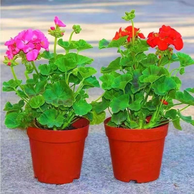 Double-Flowered Geranium Potted Seedlings, Large Blooms All Season, Mosquito-Repellent Plant with Buds, Balcony Flower, Shipped with Flower Buds