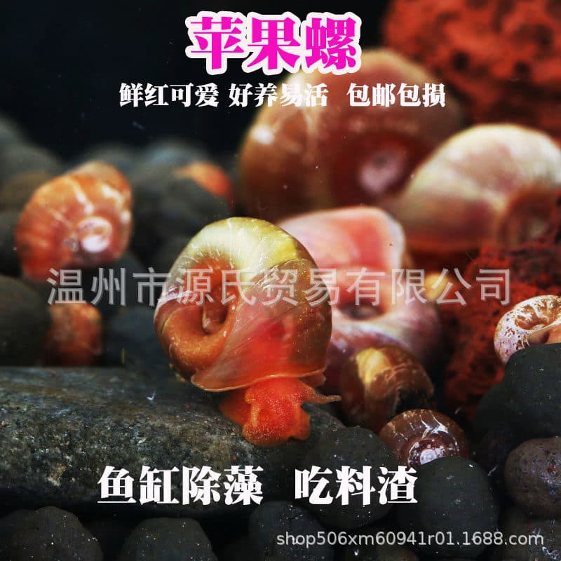 Apple Snail Ornamental Algae-Eating Tool Freshwater Live Pet Desktop Pet Children's Gift Natural Sea Snail
